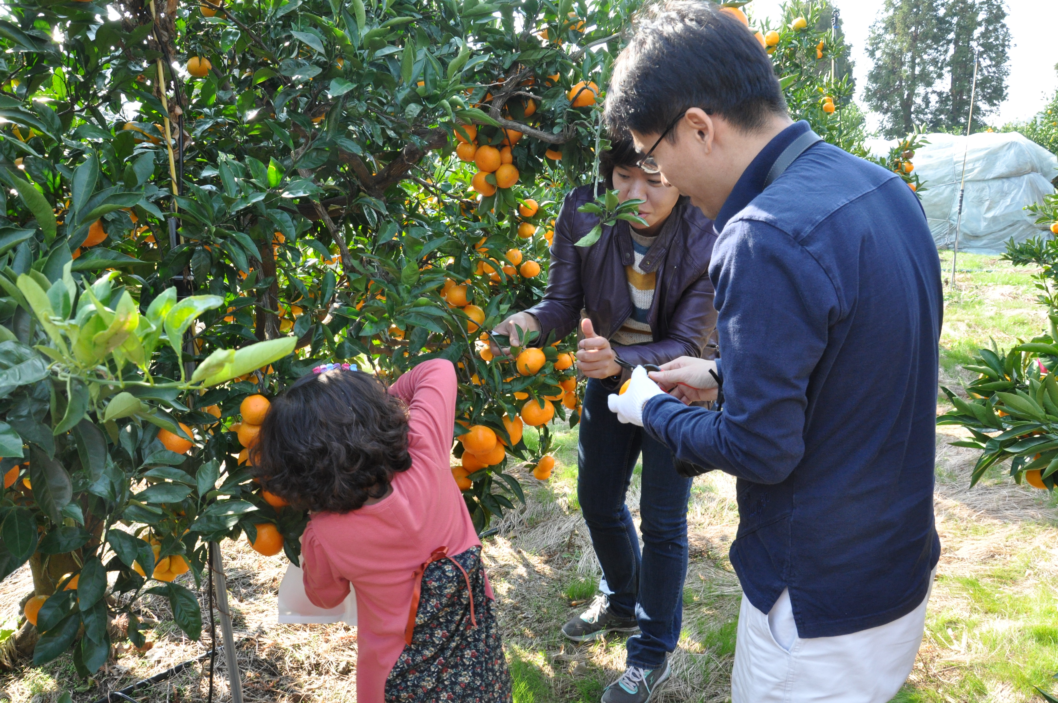 감귤따기 체험 현장